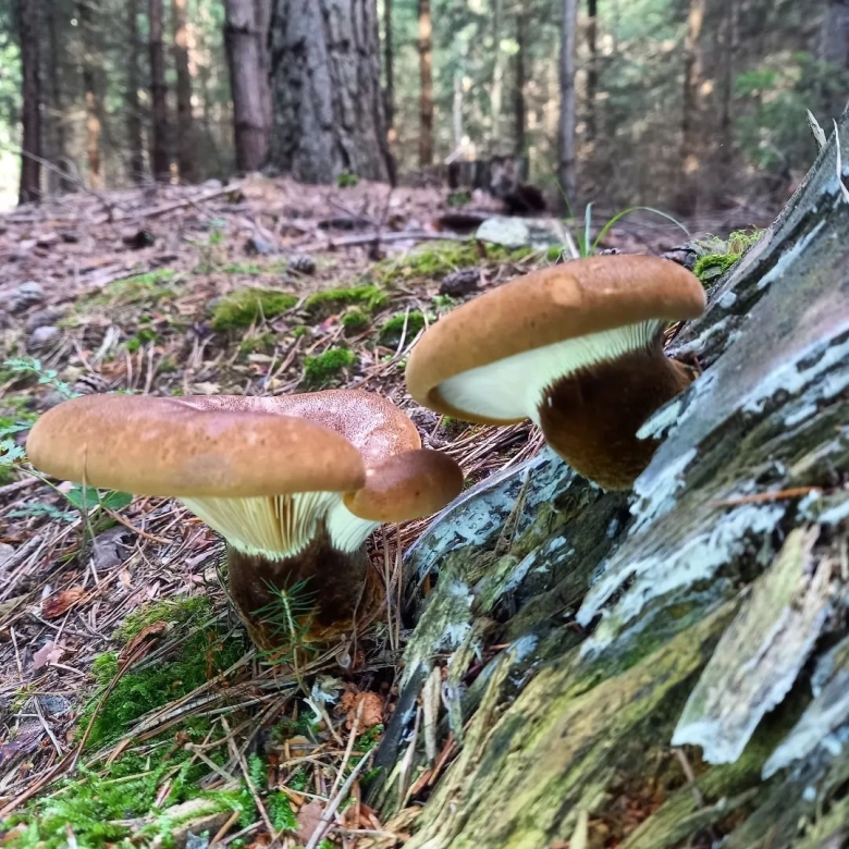 Богатырь свинушка