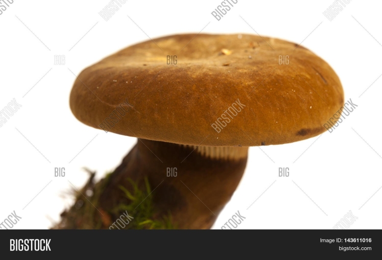 Свинушка картинки на белом фоне