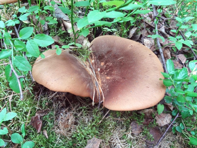 Свинушка Болетовые