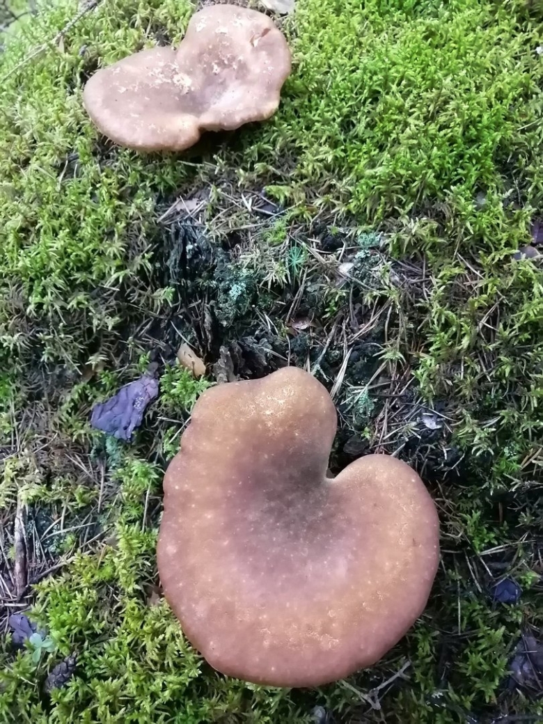 Свинушка тапинелла