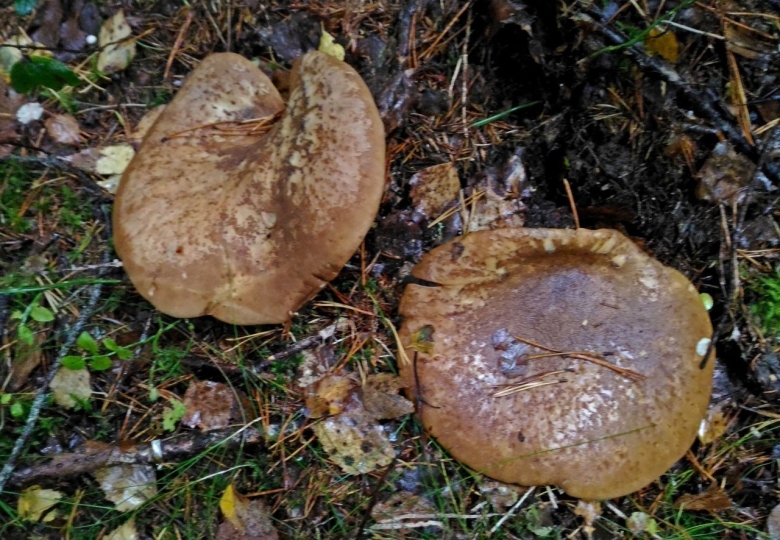 Свинушка толстоногая