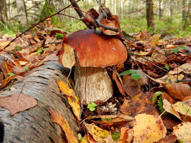 Грибы осенью