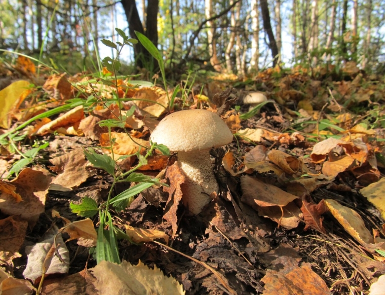 Грибы осень