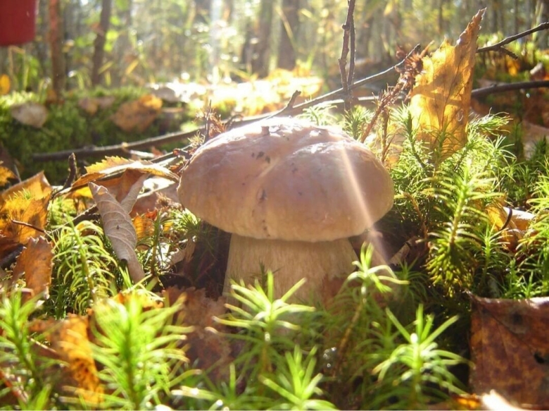 Осенние грибы