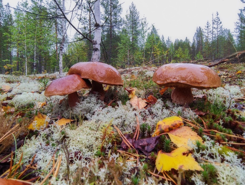Осенние грибы в Сосновом Бору