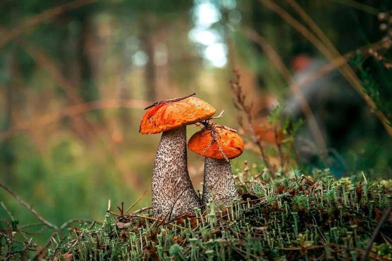 Природа осень грибы