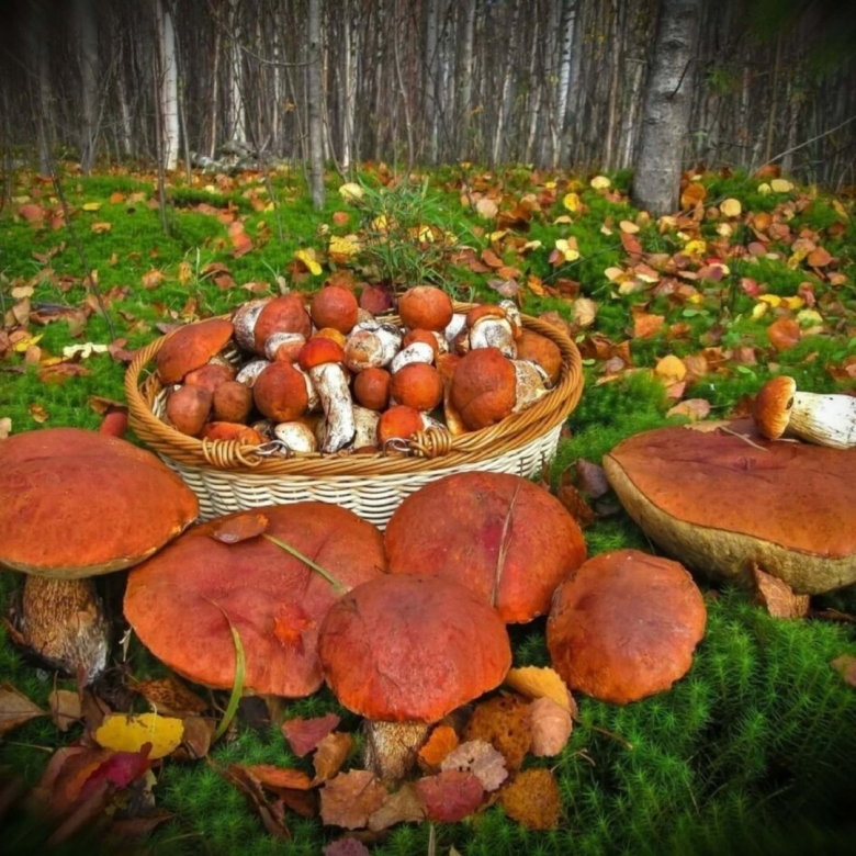 Полянка с грибами