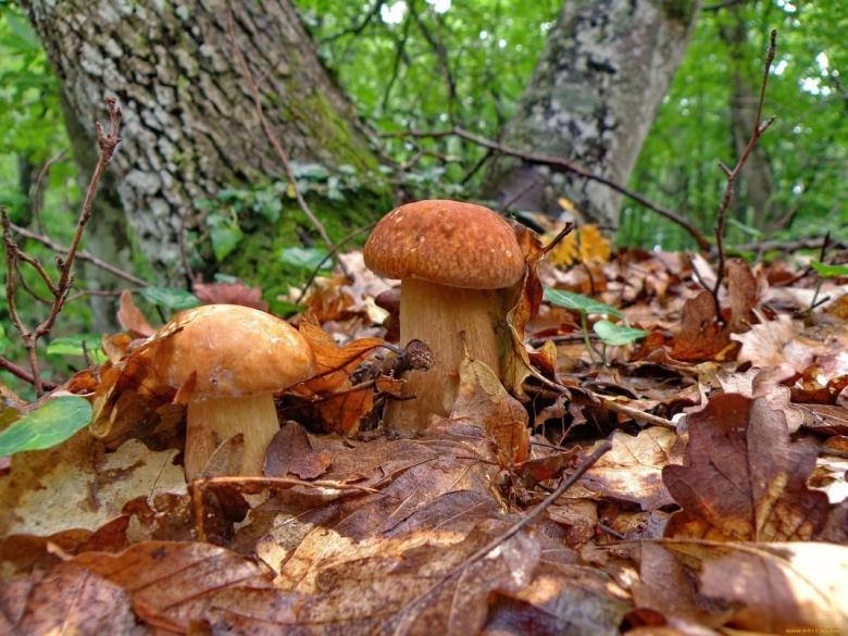 Гриб золотистый Боровик