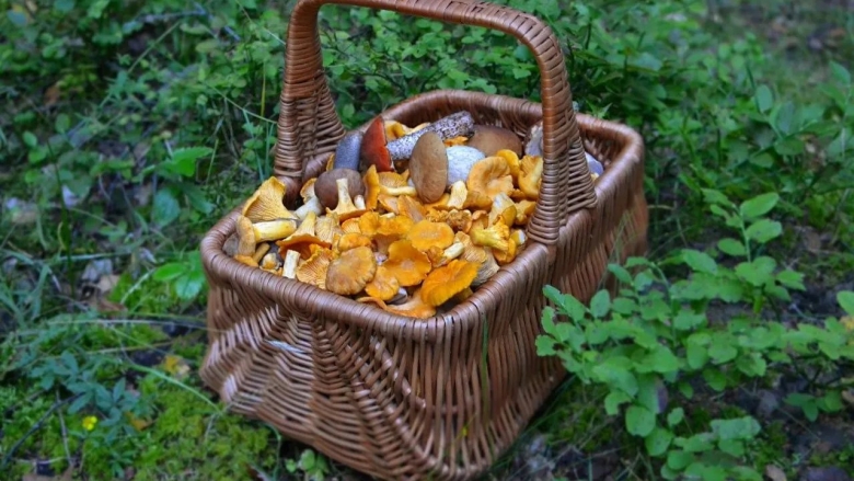 Грибы летом