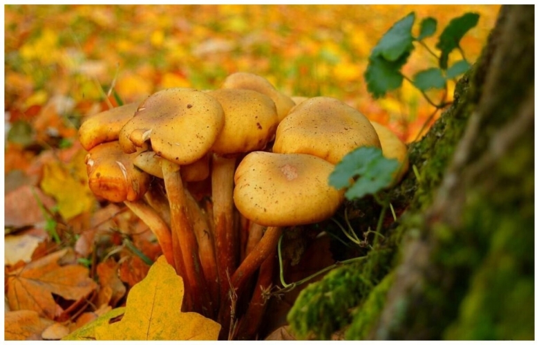 Осенние грибы фото