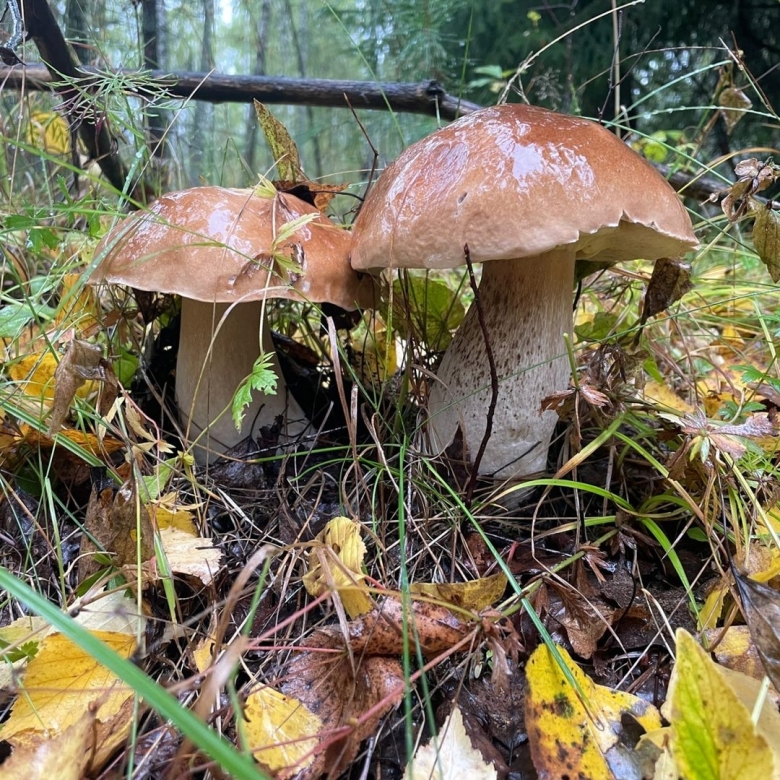 Грибы во владимирской области
