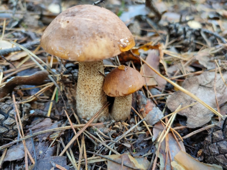 Гриб подберезовик