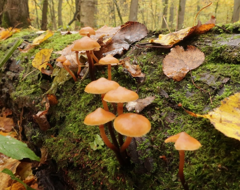 Галерина окаймлённая гриб