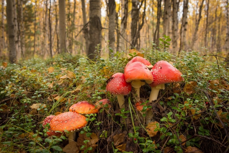 Грибы в осеннем лесу
