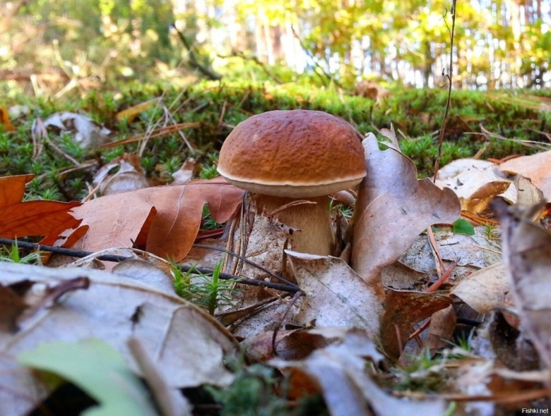 Осенние грибы Подмосковья съедобные в октябре