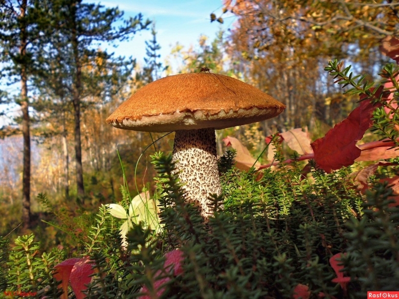 Подберезовик осенний