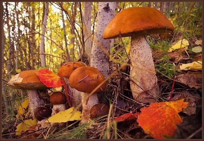 Грибы в осеннем лесу