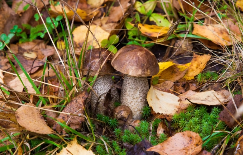 Подосиновик черночешуйчатый