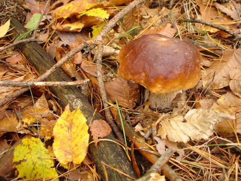 Осенние грибы