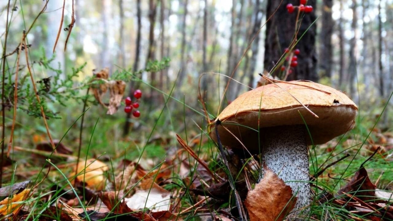 Грибы заходское