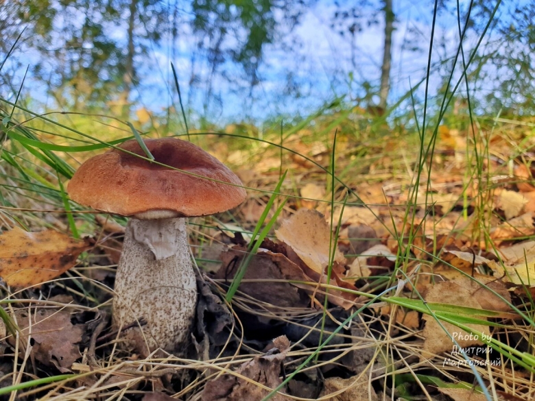 Съедобные грибы подберезовик