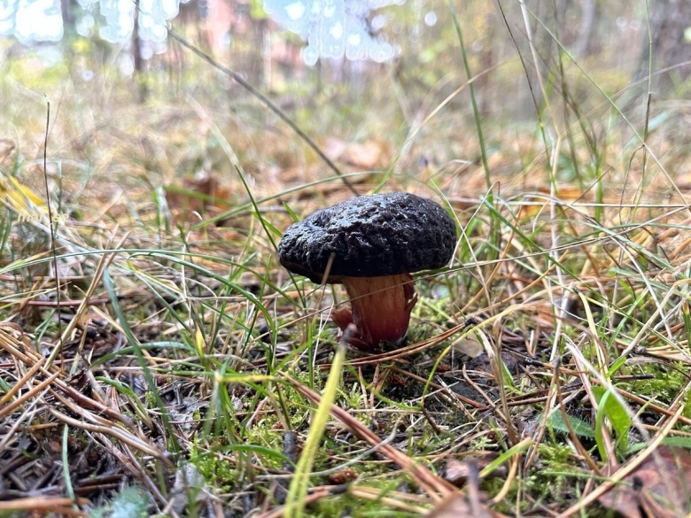 Осенний лес с грибами