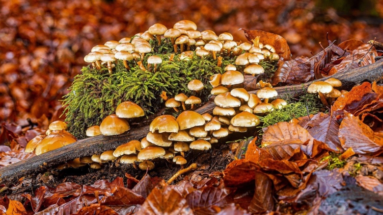 Грибы опята Лесные осенние