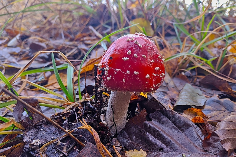 Мухомор аманита мускария