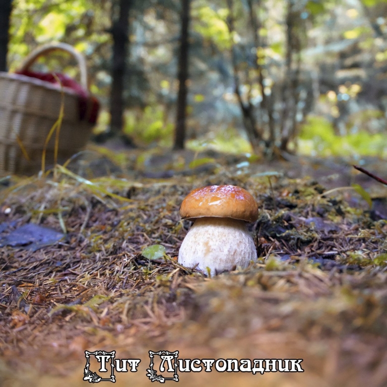 Белый гриб в сосновом бору