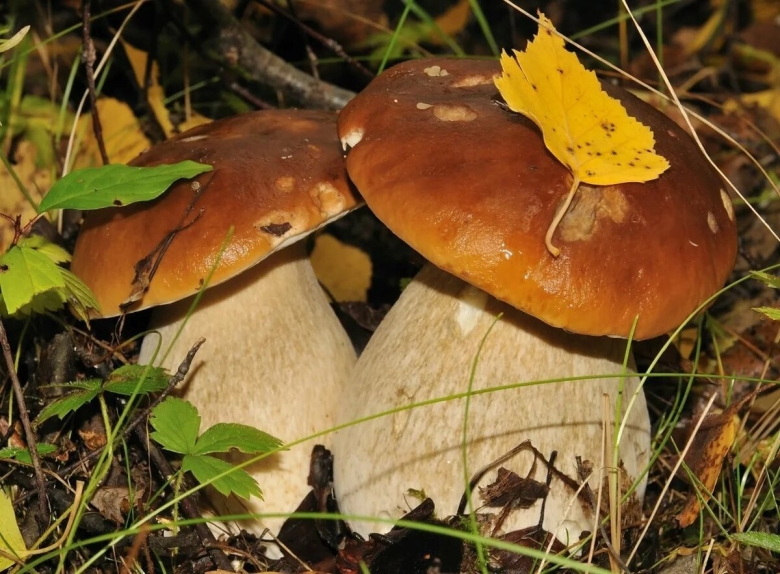 Осенние грибы