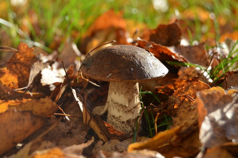 Луговой белый гриб