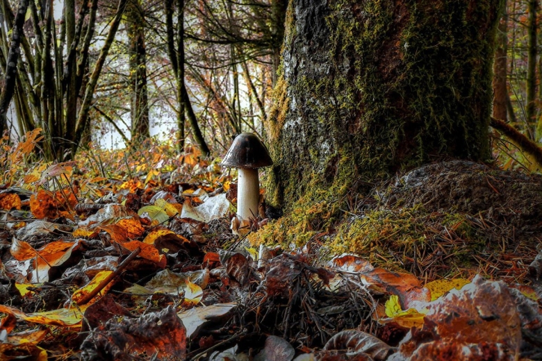 Осенний грибной лес