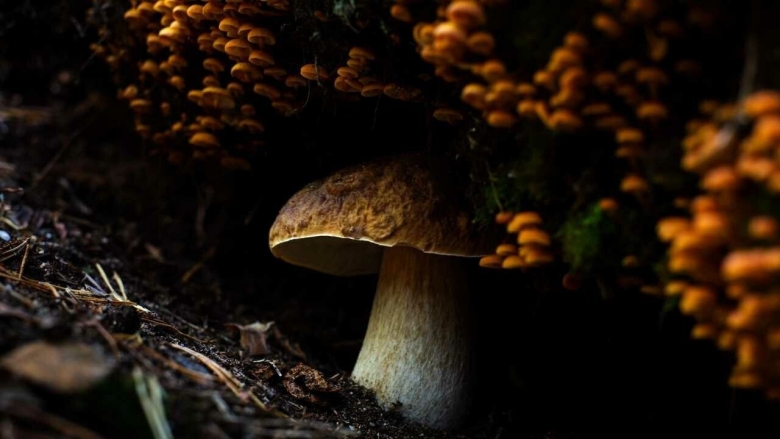 Обои на рабочий стол грибы