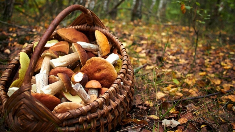 Корзина с грибами и ягодами