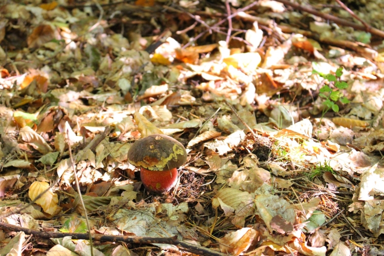 Грибы в лиственном лесу
