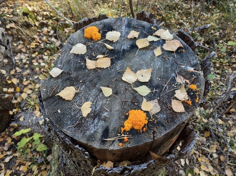 Dacrymyces stillatus