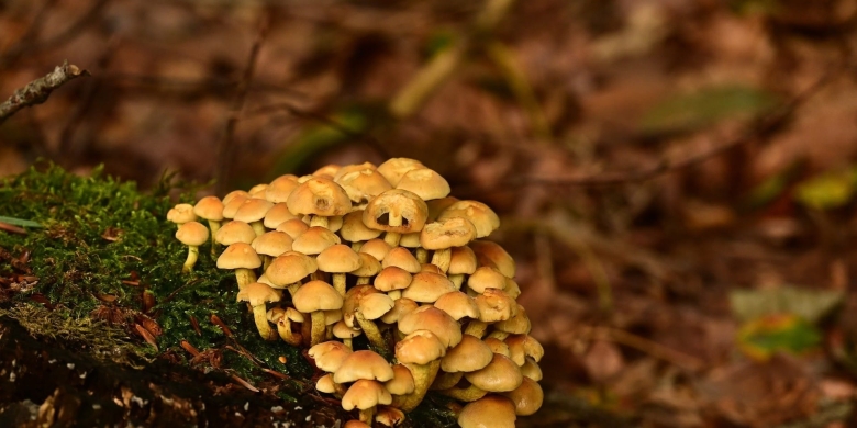 Ложноопёнок серно-жёлтый