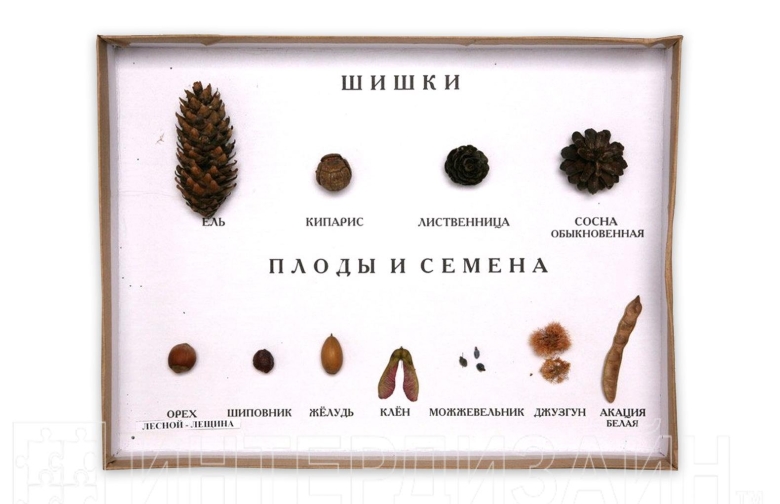 Семена деревьев и кустарников