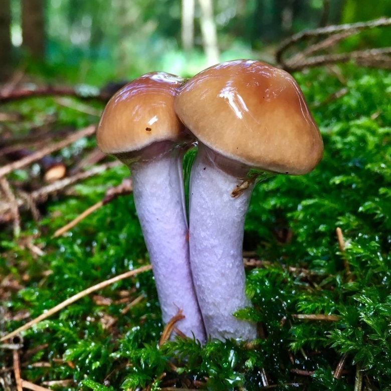 Паутинник Триумфальный