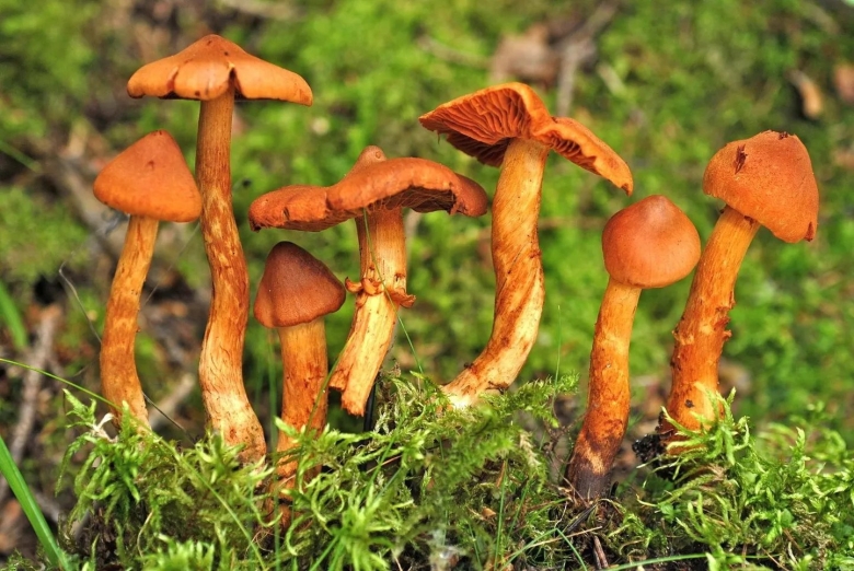 Паутинник благородный