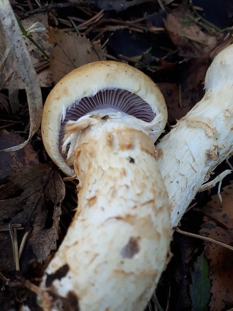 Гриб паутинник желтый Триумфальный