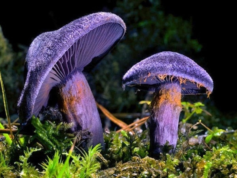 Паутинник фиолетовый