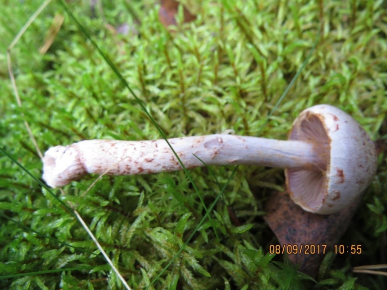 Гриб паутинник превосходный