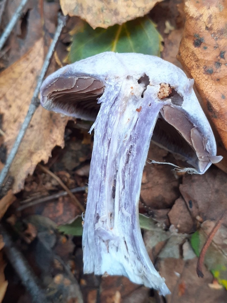 Cortinarius alboviolaceus