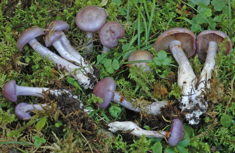 Паутинник cortinarius torvus