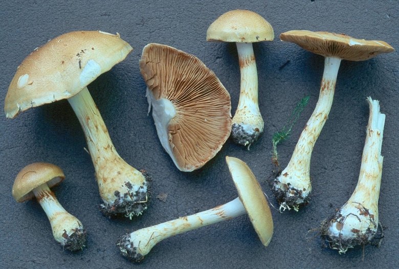 Гриб паутинник чешуйчатый