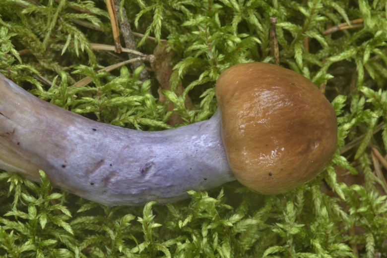 Паутинник пачкающий гриб