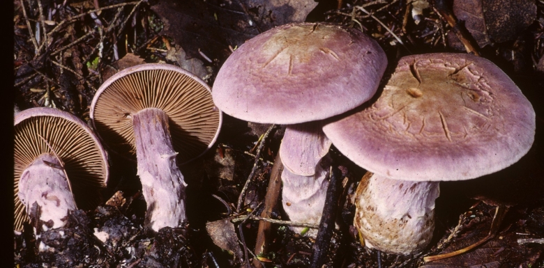 Паутинник козий cortinarius traganus