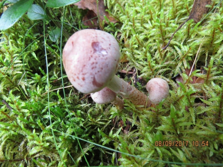 Паутинник благородный