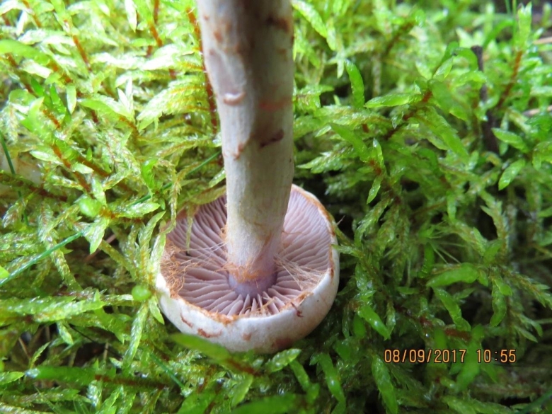 Паутинник бело фиолетовый